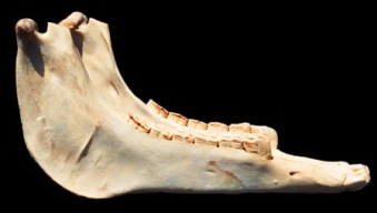 Donkey jawbone